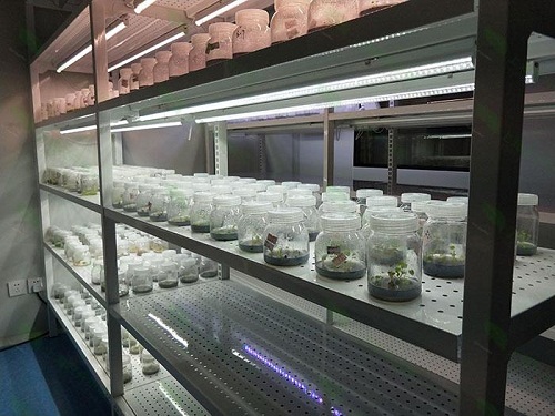 农安植物组织培养实验室设计建设方案